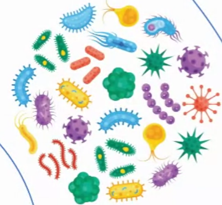 Alligator Whole Serum Antibody